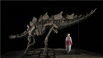 Ein etwa sechs Meter langes und 3,50 Meter hohes Stegosaurus-Skelett mit dem Spitznamen „Apex“.