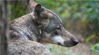 Ein Europäischer Wolf (Canis lupus lupus) sitzt im Wald.