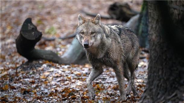 Mitgliedsverbände verlassen das Dialogforum Wolf Ein Europäischer Wolf in einem Gehege vom Wolfcenter Dörverden.