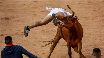 Ein Feiernder wird am Ende des vierten Stiertreibens in Pamplona von einer Kuh  auf die Hörner genommen.