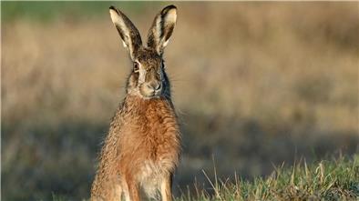 Ein Feldhase (Lepus europaeus) hockt am frühen Morgen an einem Feldrand.