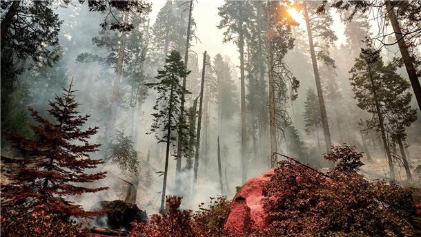 Bilder des Tages Ein Feuer brennt im Gebiet McKinley Grove im Sierra National Fores in Kalifornien