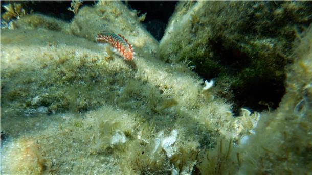 Feuerwurm breitet sich an Italiens Küsten aus Ein Feuerwurm (Hermodice carunculata) zwischen Korallen im Meer.