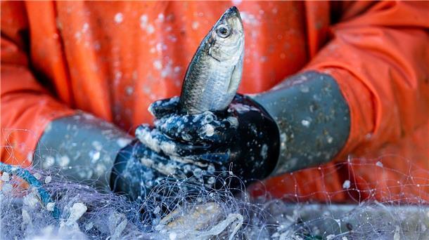 Mehr Einschränkungen für deutsche Ostseefischer möglich Ein Fischer pult im Hafen frisch gefangene Heringe aus den Stellnetzen.