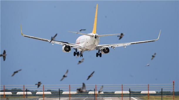 Sturmtief sorgt für Hunderte Einsätze Ein Flugzeug von Pegasus Airlines landet hinter einem Vogelschwarm in deutlicher Schräglage am Flughafen Hannover.