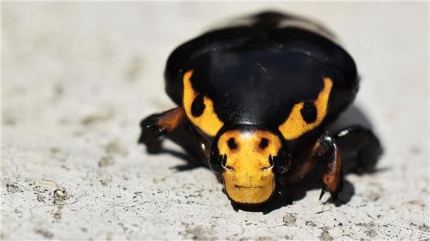 Auf der Lauer für spannende Tierfotos Ein Forscher in Indien hat diesen Käfer fotografiert, der sich plötzlich verfärbte.