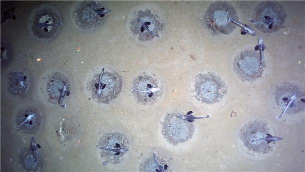 Fischnester im antarktischen Weddellmeer