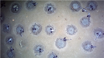 Fischnester im antarktischen Weddellmeer