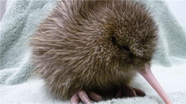 Neuseelands Nationalvogel im Zoo von Miami „misshandelt“ Ein fünf Tage alter Kiwi, geschlüpft im Jahrt 2010 an der südlichen Westküste Neuseelands. Der Kiwi ist ein flugunfähiger Vögel, der nur in Neuseeland heimisch ist.