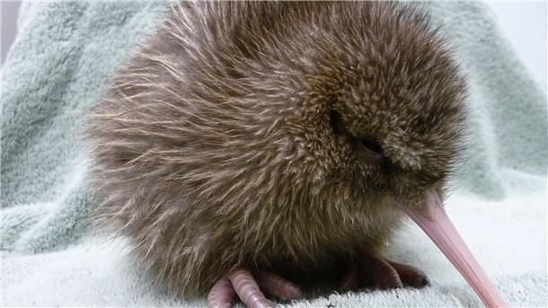 Wut in Neuseeland wegen Kiwi: US-Zoo entschuldigt sich Ein fünf Tage alter Kiwi, geschlüpft in einer Aufzuchtstation an der südlichen Westküste Neuseelands.