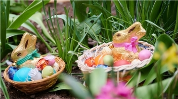 Zwei Osternester mit Schokoladenhasen, gefärbten Eiern und Schokoladeneiern liegen in einem Blumenbeet (gestellte Szene). 