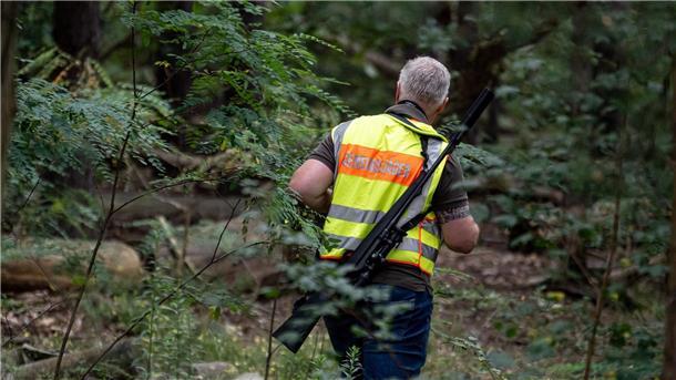 Nach Löwensuche: Ergebnis der Spuren-Analyse liegt vor Ein Gemeindejäger durchsucht im Bereich der südlichen Landesgrenze von Berlin den Wald.