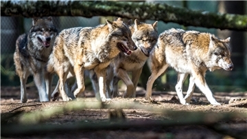 Eine Gruppe von Wölfen. 