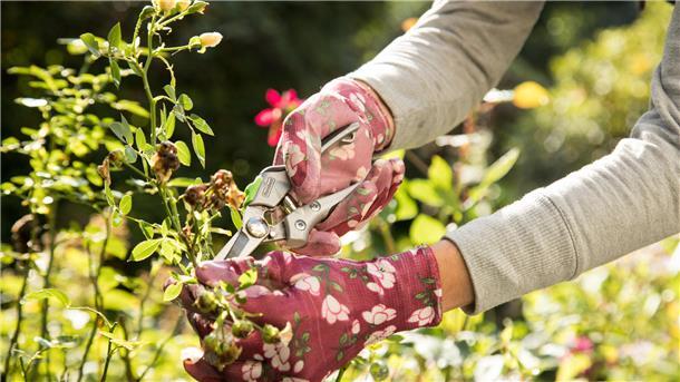 Ein guter Schnitt ist bei Rosen im Herbst angesagt. Erforderlich ist er auch, wenn die Pflanzen von Rosenrost betroffen sind.