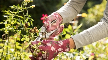 Ein guter Schnitt ist bei Rosen im Herbst angesagt. Erforderlich ist er auch, wenn die Pflanzen von Rosenrost betroffen sind.