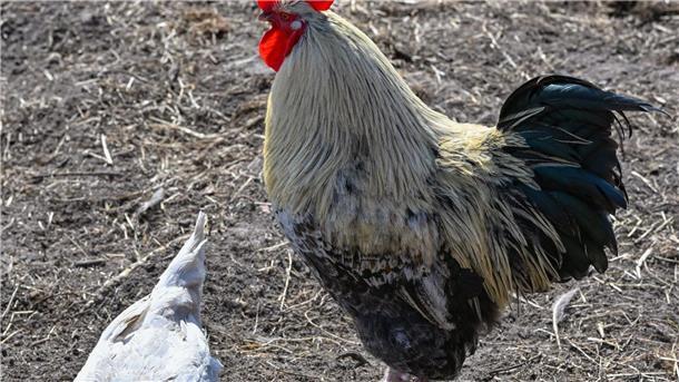 Wenig Fortschritt bei Fleisch aus besserer Haltung Ein Hahn und ein Huhn auf einem Bauernhof in der Freilandhaltung.