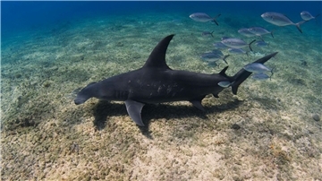 Ein Hammerhai schwimmt durch das Meer vor den Bahamas. Eine neue Studie zeigt, dass sich dort einige der Tiere super wohlfühlen.