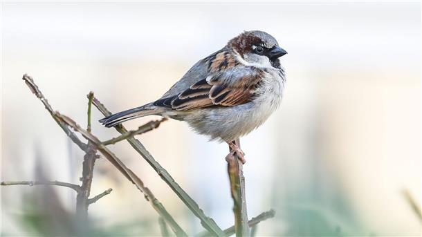Vogel-Zählaktion soll Hinweise zu Klima-Folgen bringen Ein Haussperling, auch Spatz genannt, sitzt auf einem Halm.