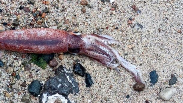 Toter Kalmar am Ostseestrand entdeckt Ein Hobbyforscher hat an der Ostseeküste einen toten Kalmar gefunden.