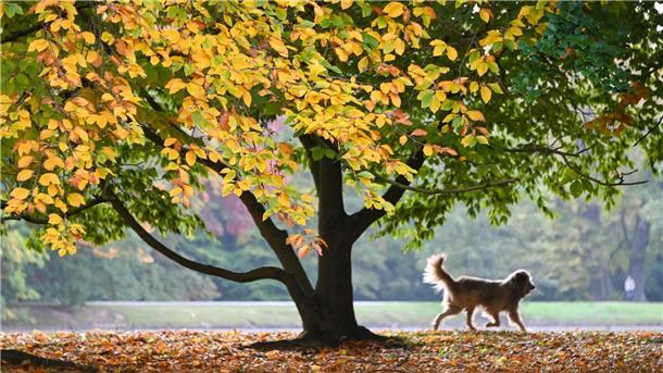 Ein Hund eilt unter einem verfärbten Baum voraus.