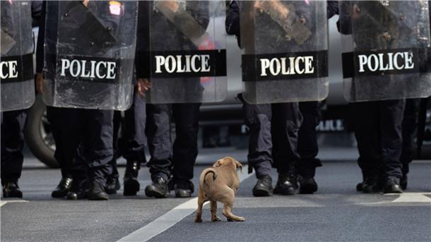 Ein Hund kauert vor Polizisten in Einsatzkleidung.