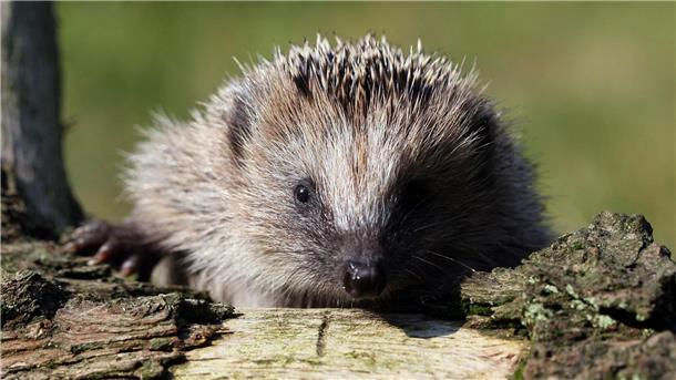 Ein Igel kann in einem Holzstapel im Garten Unterschlupf finden.