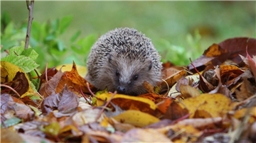 Ein Igel sitzt in feuchtem Laub.