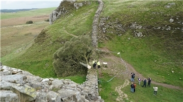 Ein illegal gefällter Baum hat den Hadrianswall beschädigt.