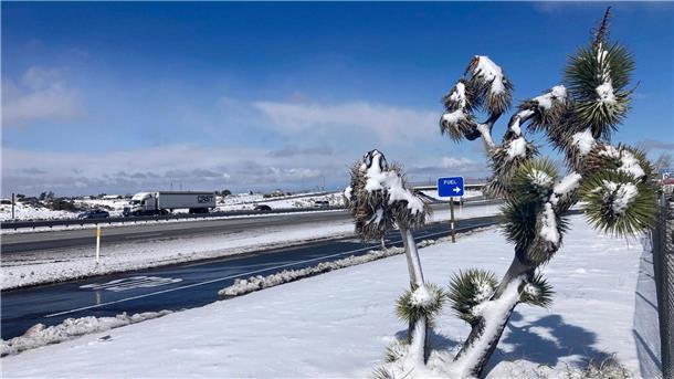 Wetter-Roulette in den USA: Kalifornien im Schnee-Notstand Ein Joshua-Baum ist in der Nähe des Cajon-Passes in Oak Hills mit Schnee bedeckt.