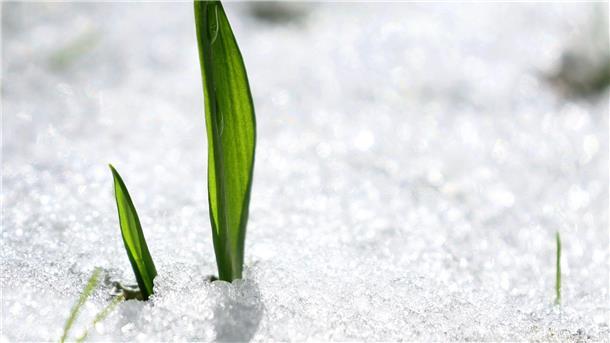 Bilder des Tages Ein junger Bärlauch ragt in einem Garten im bayerischen Kaufbeuren aus dem Schnee.