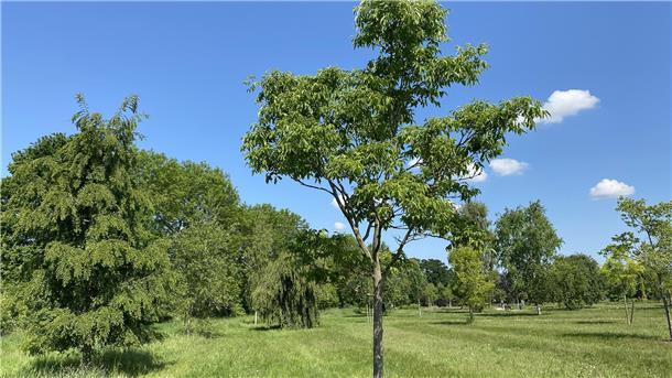 Ein Baum der Zukunft? Korkbaum gedeiht auch in dieser Region Ein junger Korkbaum in einem Park.