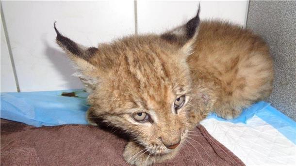 Ein junger Luchs liegt in einer Tierarztpraxis.