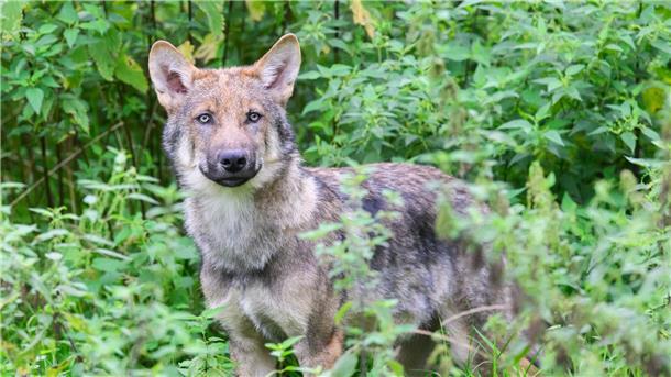 Ein Wolf schaut interessiert.