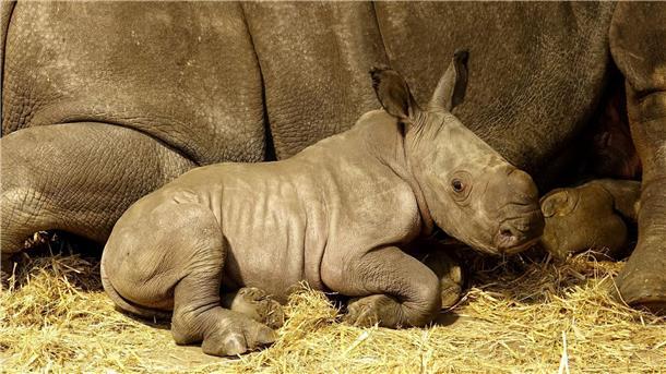 Ein junges Breitmaulhashorn ist im Serengeti-Park Hodenhagen in Niedersachsen zu sehen.