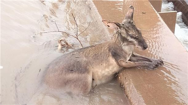 Jahrhundertflut in australischer Kimberley-Region  Ein Känguru klammert sich in den Fluten in Kimberly an einen Vorsprung.