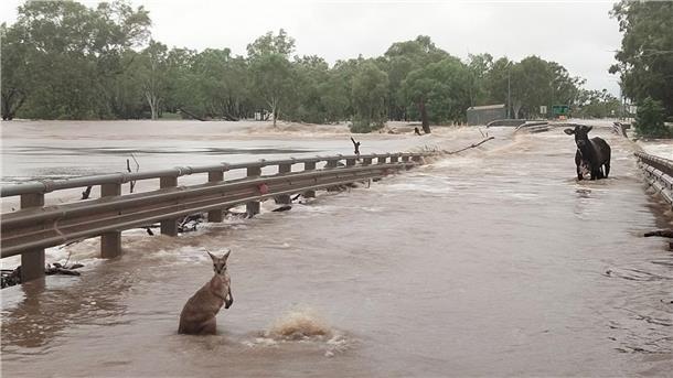 Jahrhundertflut in australischer Kimberley-Region  Ein Känguru und eine Kuh inmitten des Hochwassers in Kimberly.