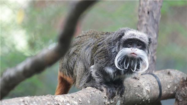 Ein Kaiserschnurrbart-Tamarin, der im Zoo in Dallas lebt.