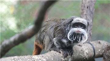 Ein Kaiserschnurrbart-Tamarin, der im Zoo in Dallas lebt.
