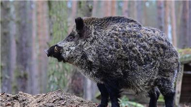 Ein Keiler steht im Gehege eines Wildparks.