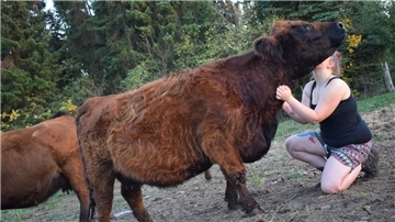 Braune Kuh und Mensch auf Wiese