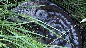 Ein Kitz im Gras: Dank einer Suchaktion und des Einsatzes von Drohnen konnte es wie 27 weitere vor dem Mähtod gerettet werden.