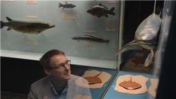 Ein Knochenfisch und ein Knorpelfisch: Paläontologe Prof. Dr. Thomas M. Kaiser sieht sich im Hamburger Museum der Natur das Modell eines Haies an. Der Forscher erklärt: Haie sind Knorpelfische, während Menschen biologisch-systematisch zu den Knochenfischen zählen.