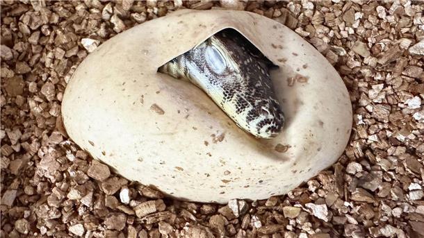 Kleine Riesen schlüpfen Ein Komodowaran schlüpft aus seinem Ei.
