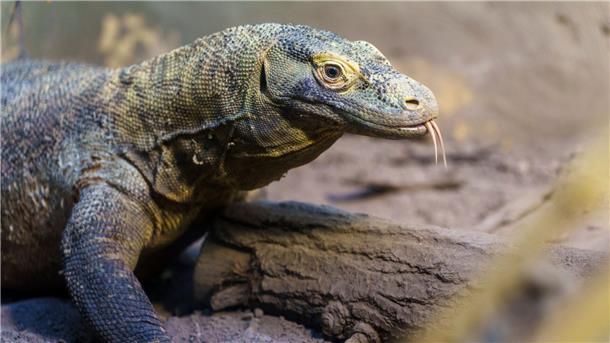 Kleine Riesen schlüpfen Ein Komodowaran sitzt in seinem Terrarium.
