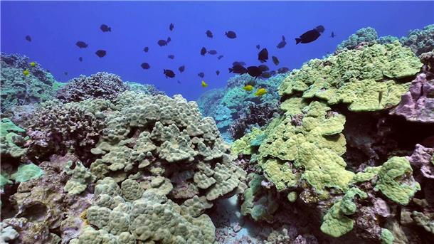 Studie zu Schutzmaßnahmen für bedrohte Korallenriffe Ein Korallenriff vor der Insel Hawaii.