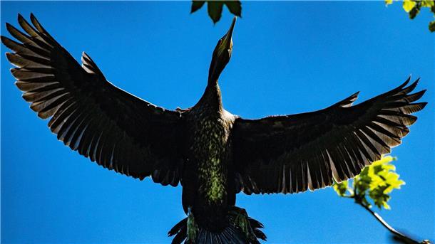 Sind Kormorane schuld am Dorsch-Mangel? Ein Kormoran fliegt über der Kormoran-Kolonie in Niederhof bei Stralsund im Landkreis Vorpommern-Rügen.