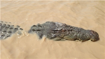 Ein Krokodil hat im Norden von Australien ein Kind attackiert.