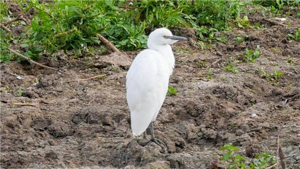 Ein Kuhreiher steht auf einem Feld am Altmühlsee in Mittelfranken. Nach Angaben des Landesbunds für Vogel- und Naturschutz brütet die Vogelart erstmals in Deutschland.