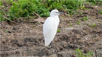 Ein Kuhreiher steht auf einem Feld am Altmühlsee in Mittelfranken. Nach Angaben des Landesbunds für Vogel- und Naturschutz brütet die Vogelart erstmals in Deutschland.