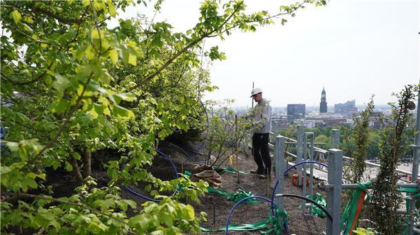 Ein Landschaftsgärtner pflanzt auf dem Dach des Hochbunkers auf dem Heiligengeistfeld Bäume und Sträucher ein.